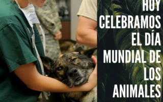 Mundo animal